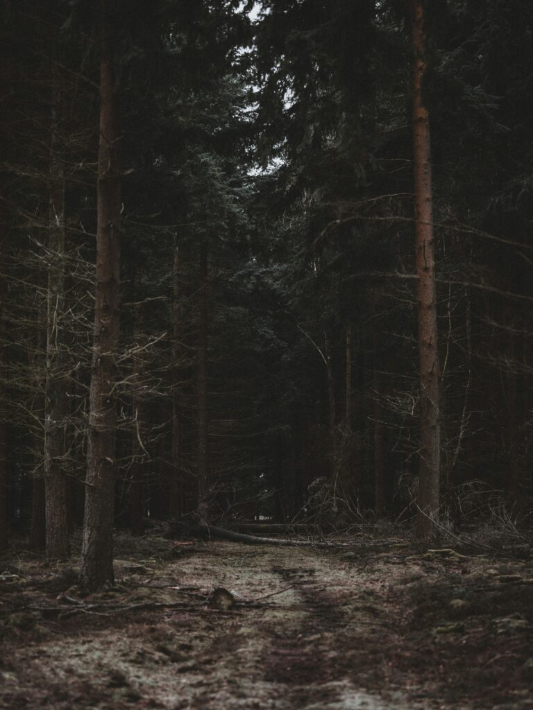Dark moody forest wallpaper with tall trees narrow path earthy browns and deep green woods background