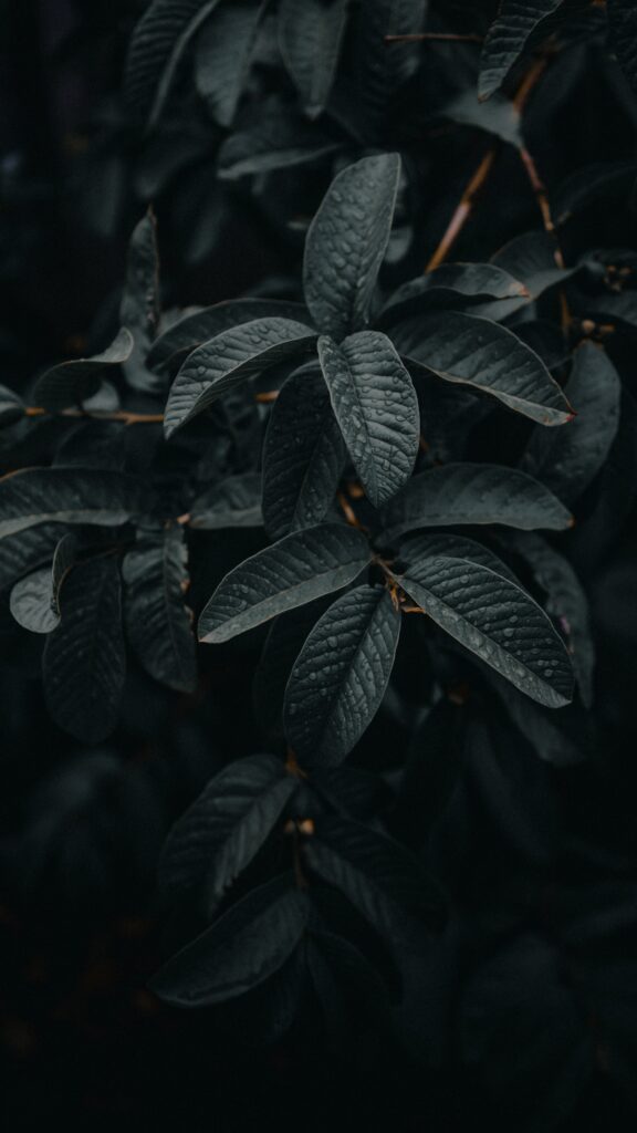 Moody Dark Green Leaf Macro: Textured Plant Wallpaper Background