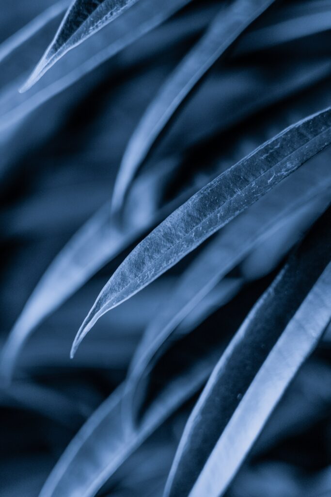 Mysterious Dark Leaves: Intricate Macro Shot for Wallpaper Background