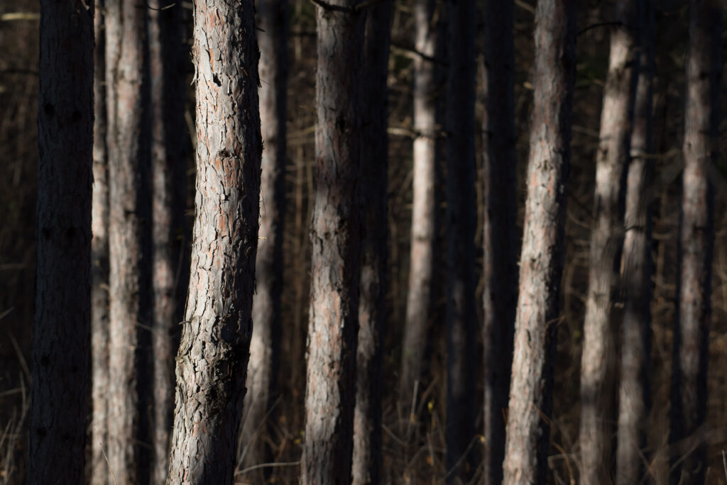 Dense forest wallpaper with tall textured trees and moody natural light creating serene shadows