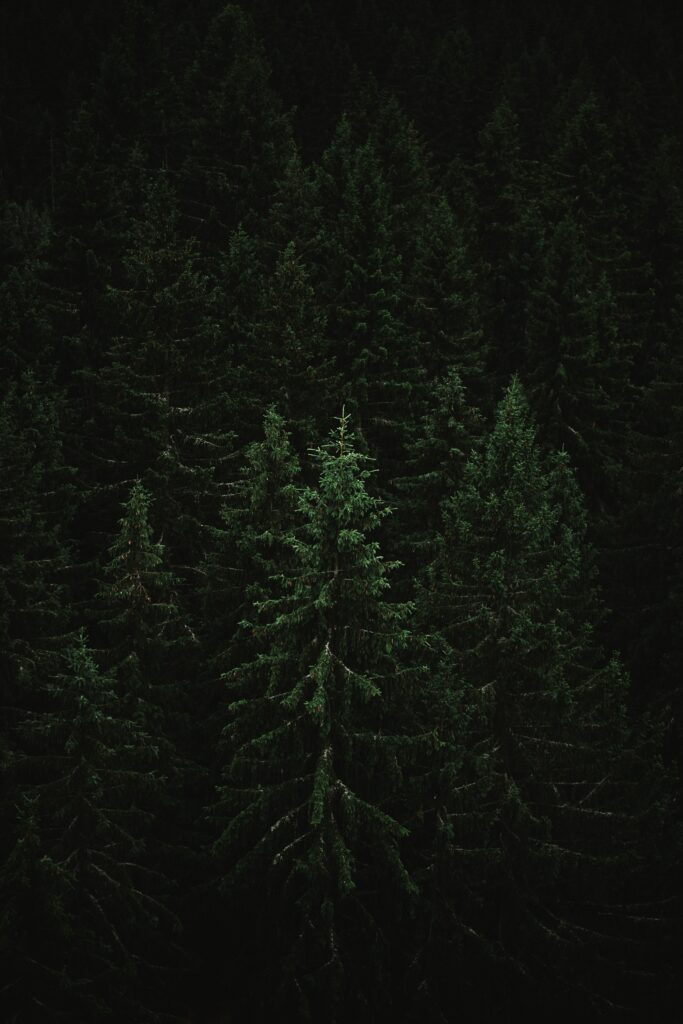 Moody dense spruce forest wallpaper with towering trees deep green hues and soft lighting