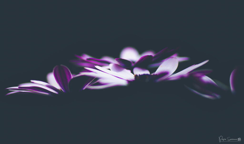 Moody Flower Wallpaper: Softly Lit Petals in Striking Contrast