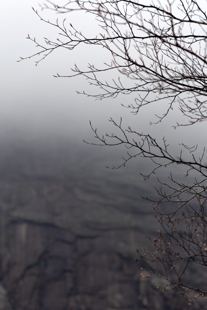 Delicate tree branches in dense gray fog creating moody ethereal nature wallpaper background