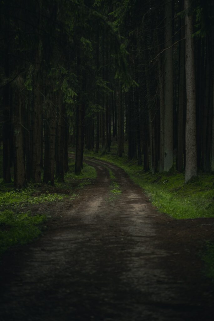 Winding dirt path through dense forest with tall trees lush grass moody tranquil woodland scene Wallpaper