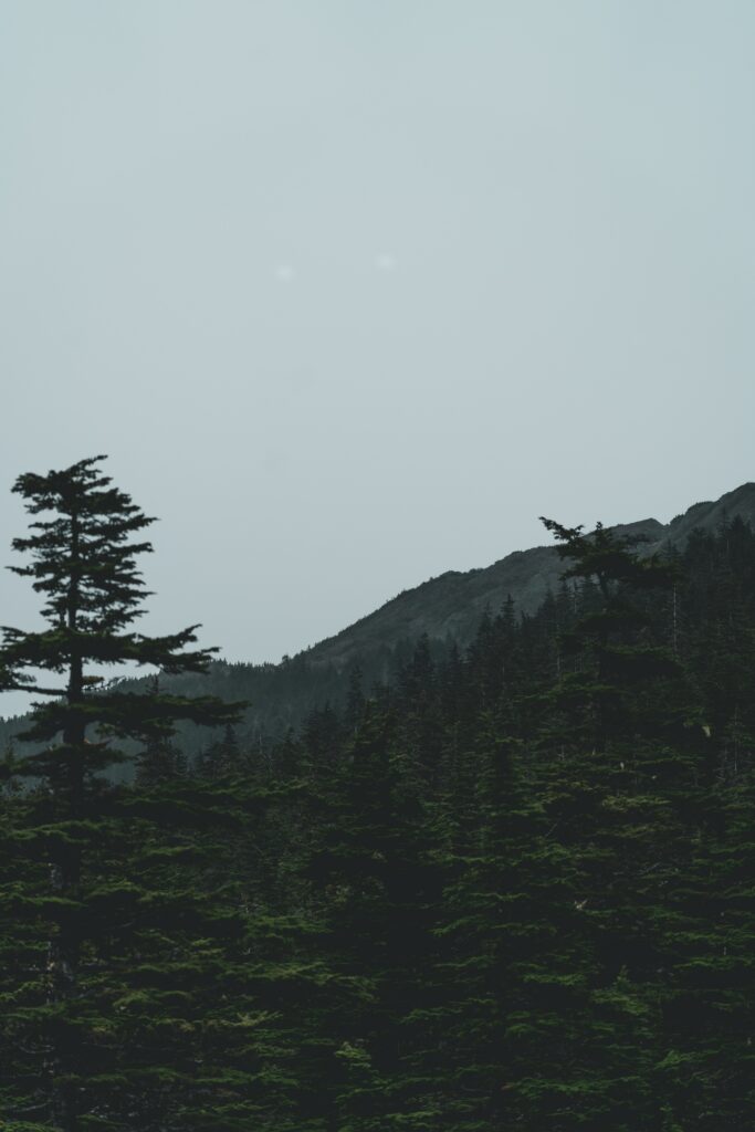 Moody forest wallpaper with tall conifer trees and hazy mountains under pale sky background