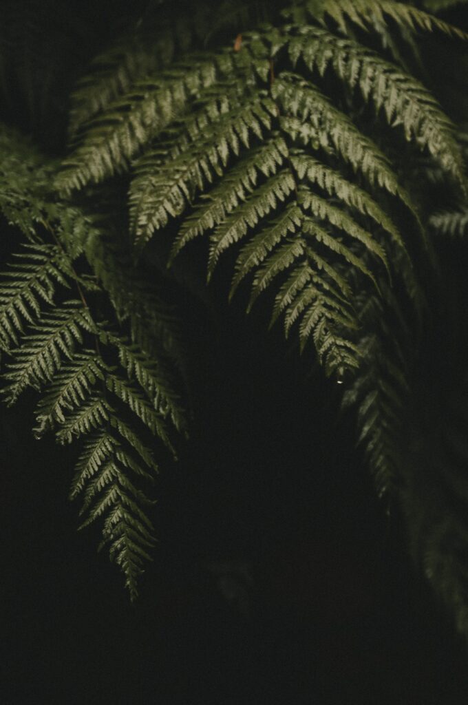 Intricate Green Fern Leaves: Dark Moody Macro Wallpaper Background