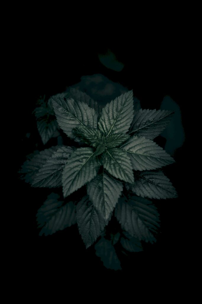 Closeup of green plant leaves with detailed veins in dark moody background modern botanical wallpaper