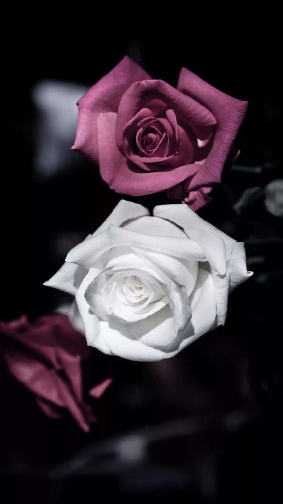 High contrast wallpaper with white and magenta roses dark background elegant floral macro