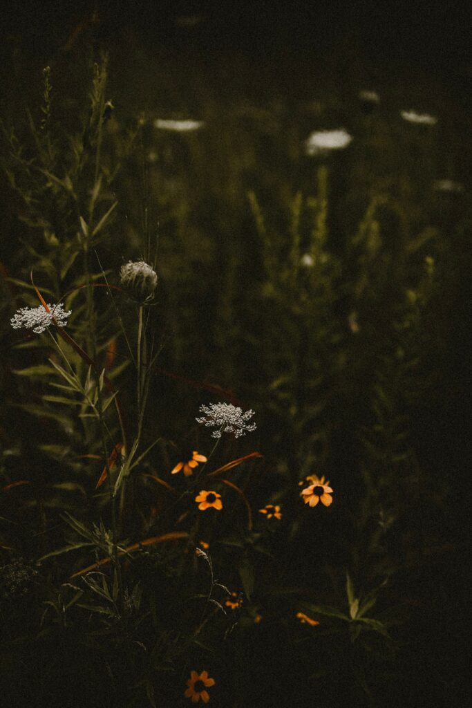 Serene Wildflower Wallpaper: Moody Dark Field & Delicate Details