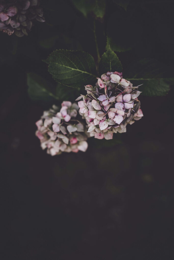 Moody Hydrangea Wallpaper: Soft Pink Blooms on Dark Background