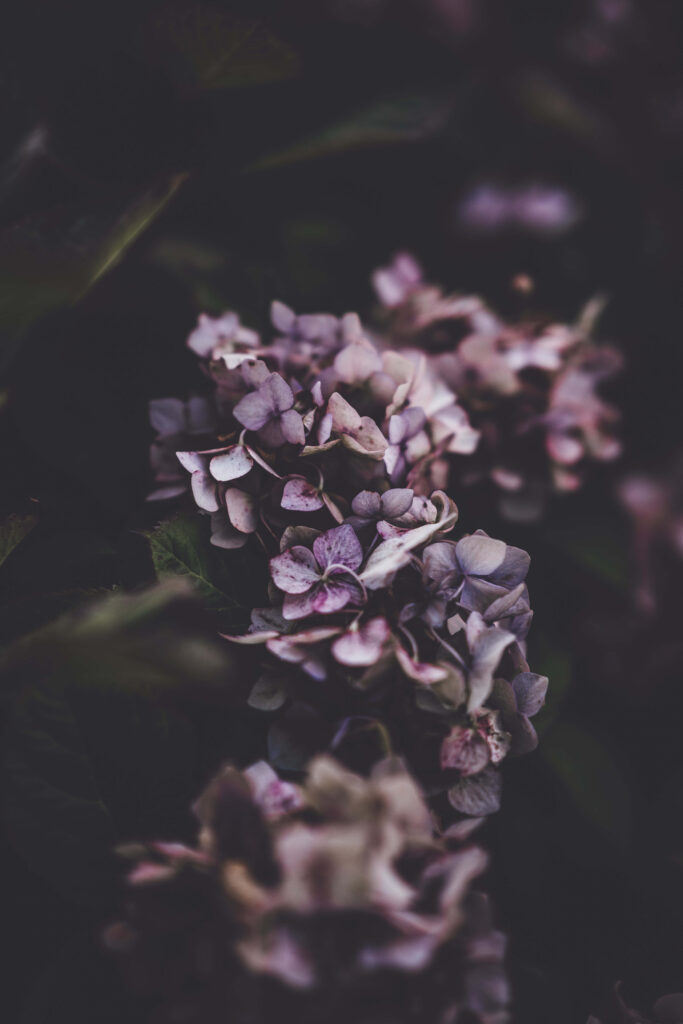 Elegant Purple Flowers Wallpaper on Dark Atmospheric Background