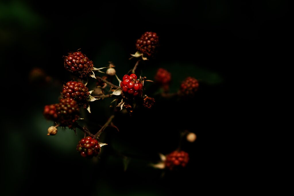 Dark Moody Raspberry Wallpaper: Ripe & Unripe Berries on Black