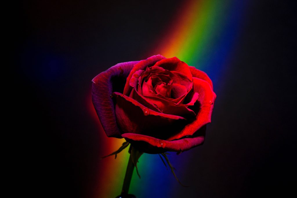 Deep crimson rose with water droplets on black background illuminated by diagonal rainbow light Wallpaper