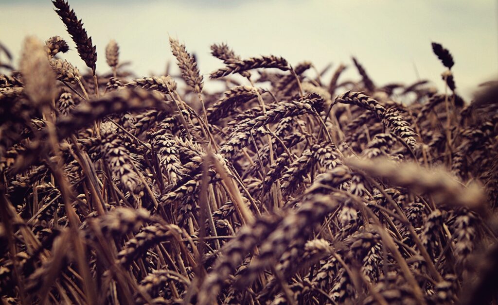 Close-up of rye ears in rustic field under moody overcast sky wallpaper background