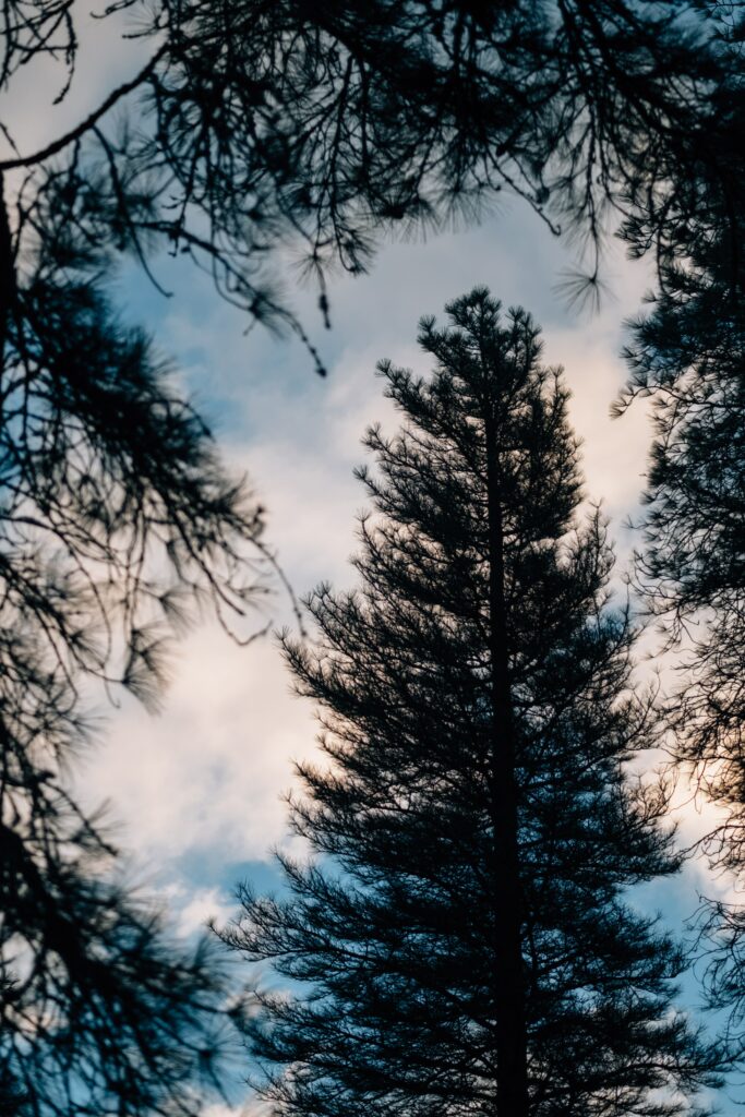 Tall tree with dark needles reaching skyward framed by moody cloudy sky and silhouetted branches Wallpaper