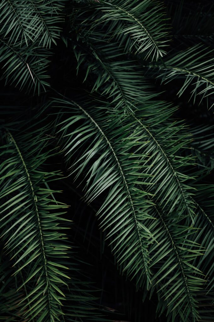 Moody tropical wallpaper with lush deep green palm leaves shadows and rich natural textures