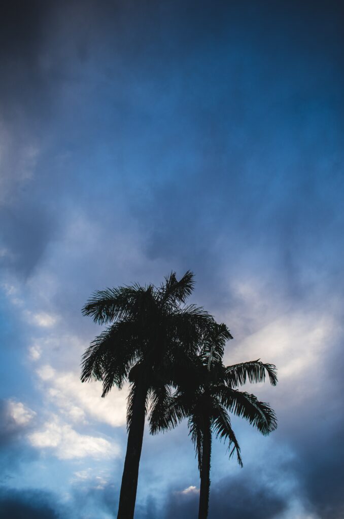 Dark palm tree silhouettes against moody blue and gray cloudy sky tropical wallpaper background