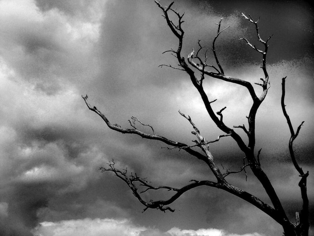 Moody Wallpaper: Dramatic Bare Branches & Overcast Sky Background