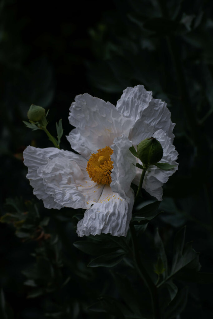 Elegant White Poppy in Bloom Against Dark Lush Background Wallpaper