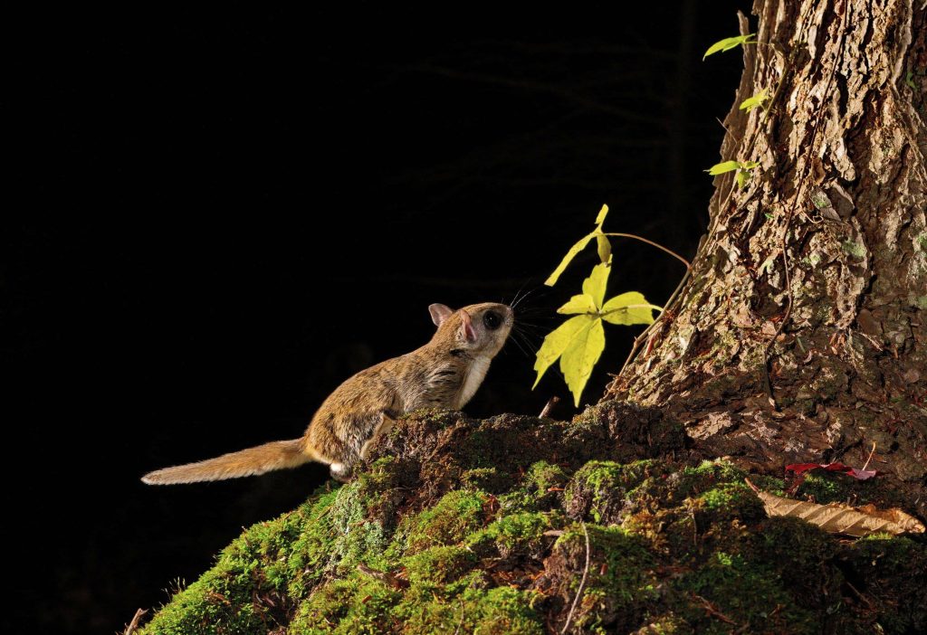 Flying squirrel on mossy tree root with dramatic lighting against black background wildlife wallpaper