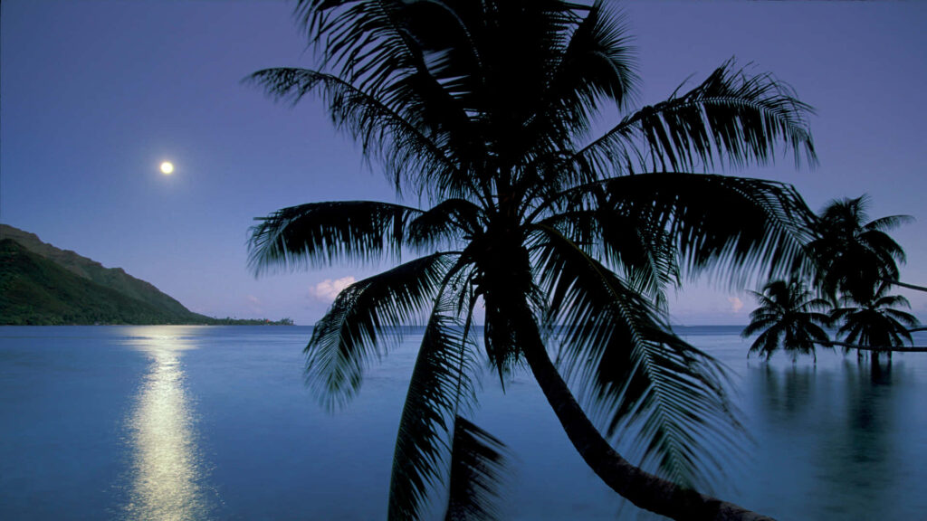 Moonlit Beach Wallpaper: Tranquil Scene with Palm Trees