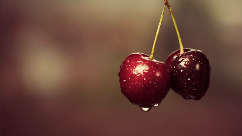 Close-up of fresh Morello cherries with water droplets on a soft blurred background wallpaper