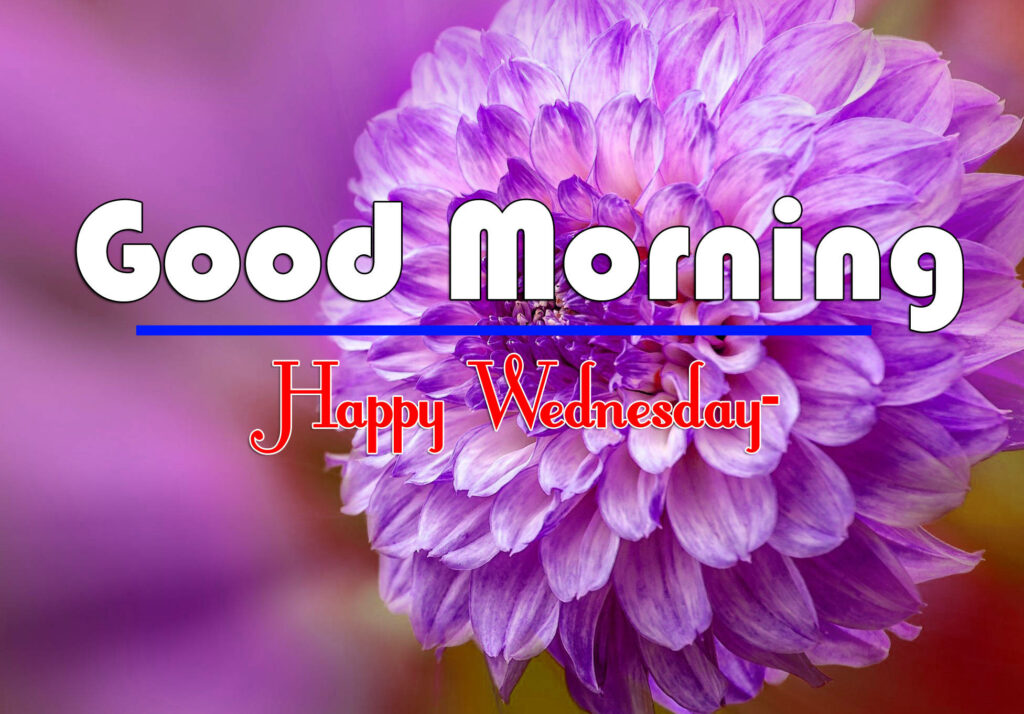 Vibrant purple dahlia macro with Good Morning Happy Wednesday text in serene wallpaper background