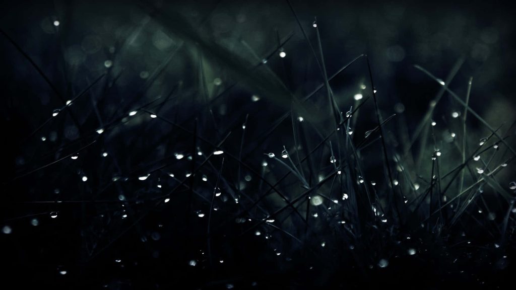 Macro photo of dew-covered grass blades with dark moody background minimalist desktop wallpaper