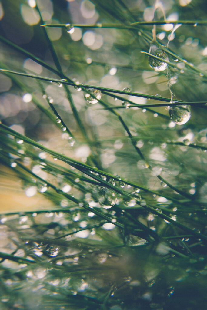 Morning Dew on Green Grass: Macro Shot Wallpaper Background