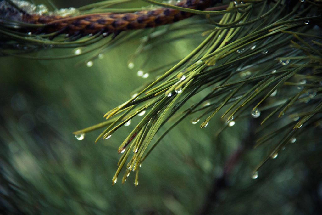 Macro photo of pine needles with morning dew drops in soft forest background wallpaper