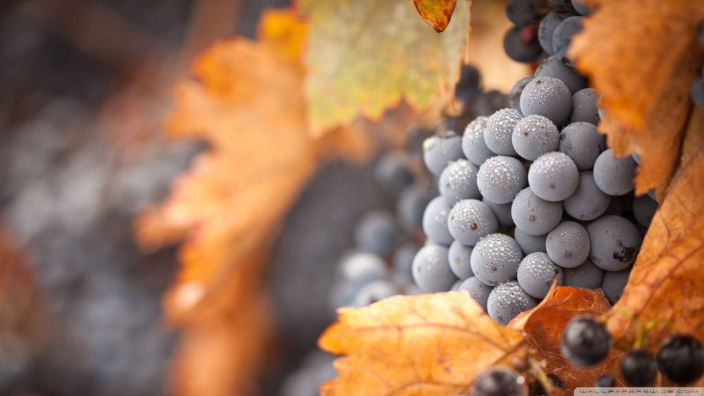 Macro view of ripe black wine grapes with morning dew and golden autumn leaves background Wallpaper