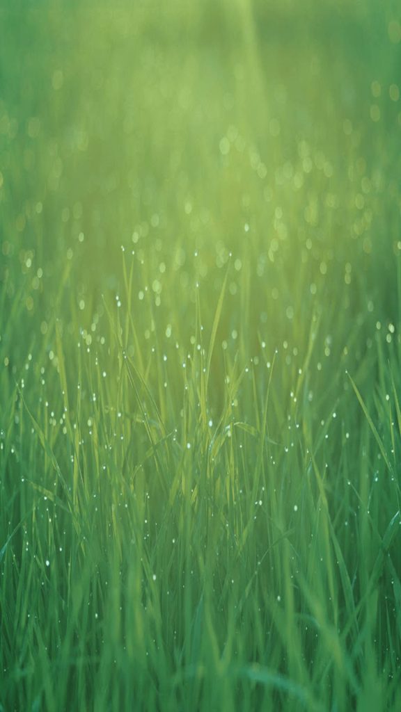 Macro shot of vibrant green grass with morning dew and soft glowing bokeh nature wallpaper