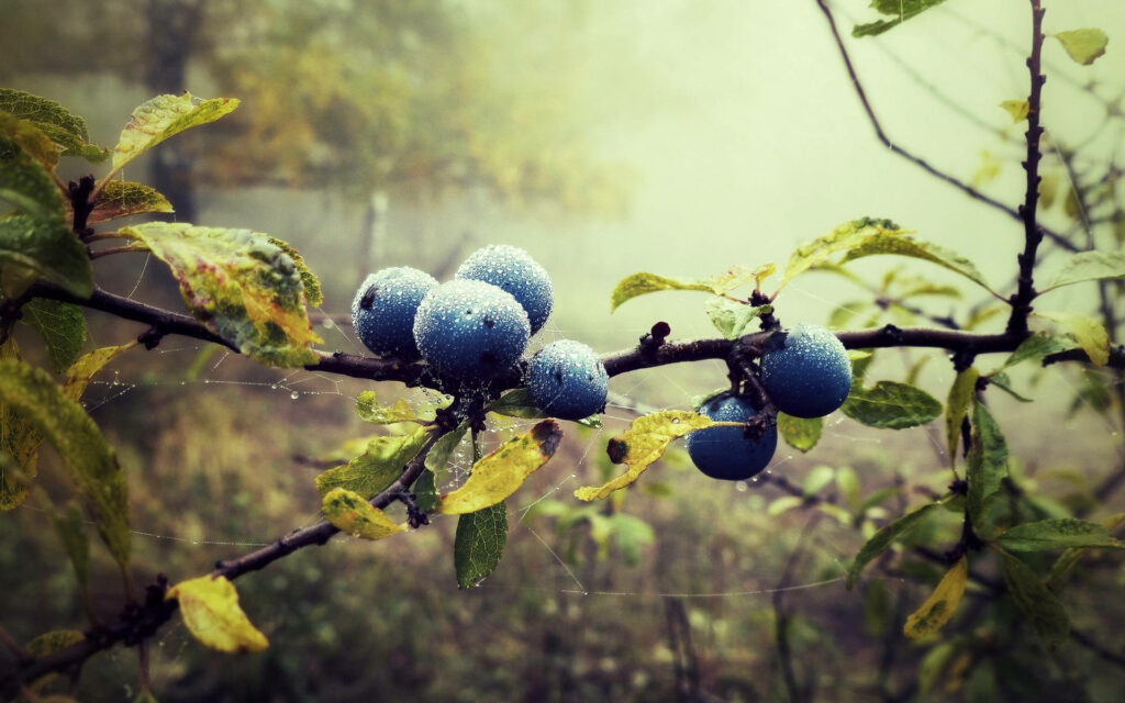 Wild blueberries with morning dew on branches surrounded by soft green and yellow leaves in mist Wallpaper