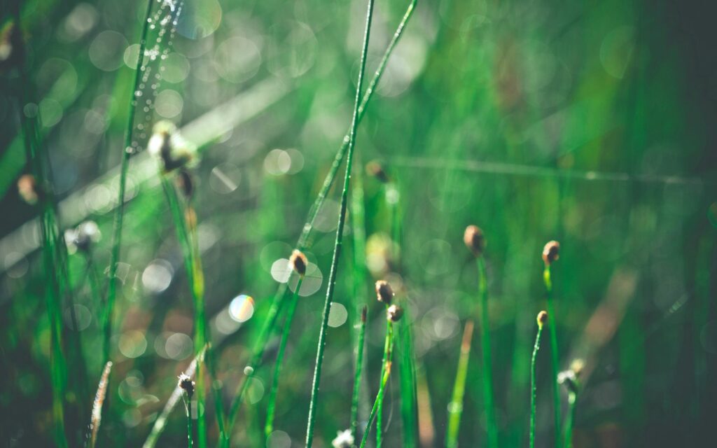 Morning Dew on Grass: Serene Nature Wallpaper Background