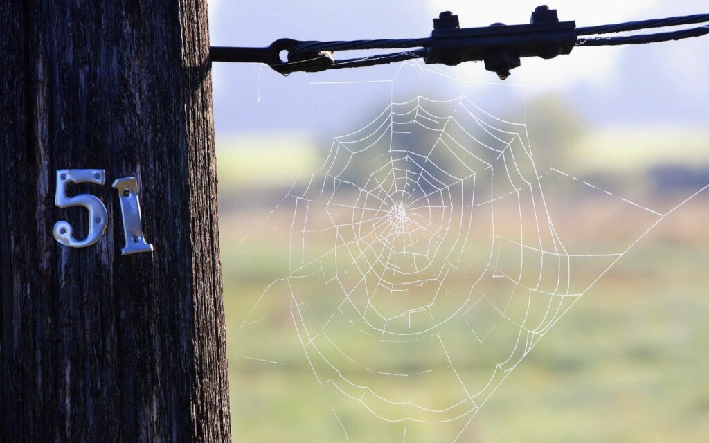 Shimmering spider web on wooden post number 51 and power line with morning light background Wallpaper