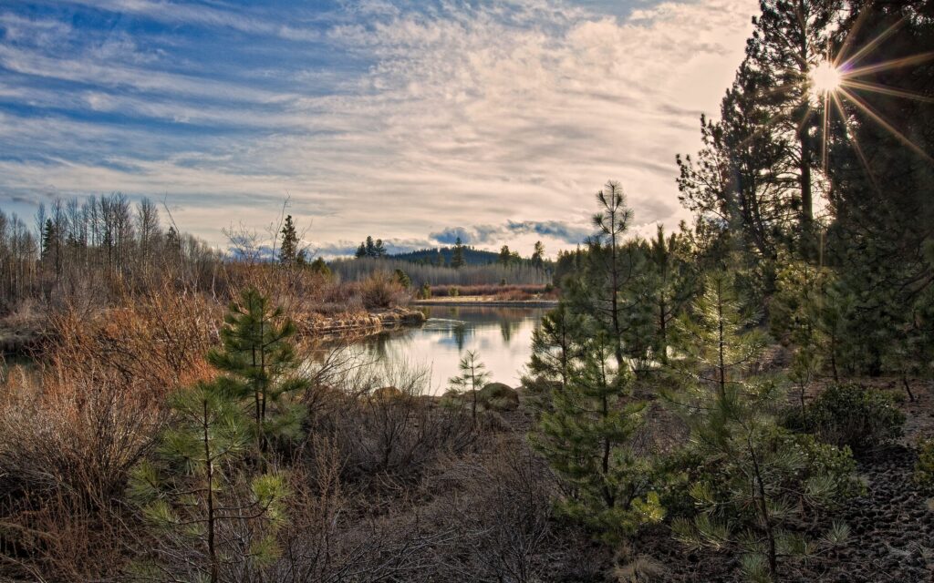 Soft sunlight through tall pines over calm reservoir with faded grass and lush bushes at dawn Wallpaper