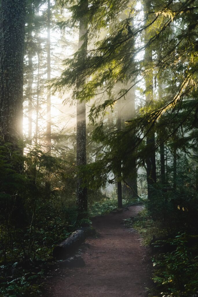 Sunlight filtering through tall forest trees onto a peaceful green path in morning light wallpaper
