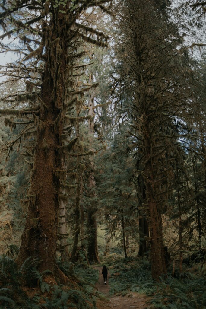 Lush moss-covered trees form a green canopy over a narrow forest path with a lone walker Wallpaper