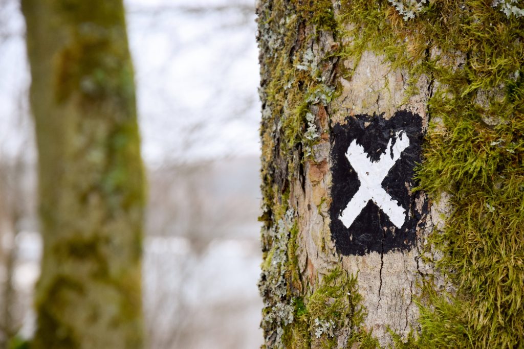 Mossy forest tree with white X trail marker black square rustic bark texture wallpaper background