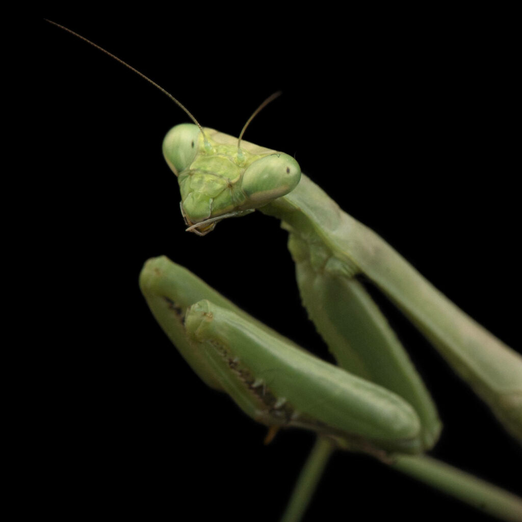 Mossy Green Praying Mantis on Black: Intricate Nature Close-Up Wallpaper