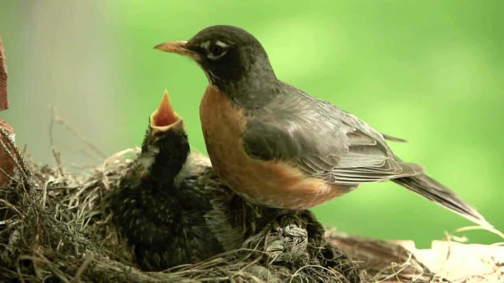 Mother Bird Cares for Chic in Nest Amid Lush Greenery Wallpaper