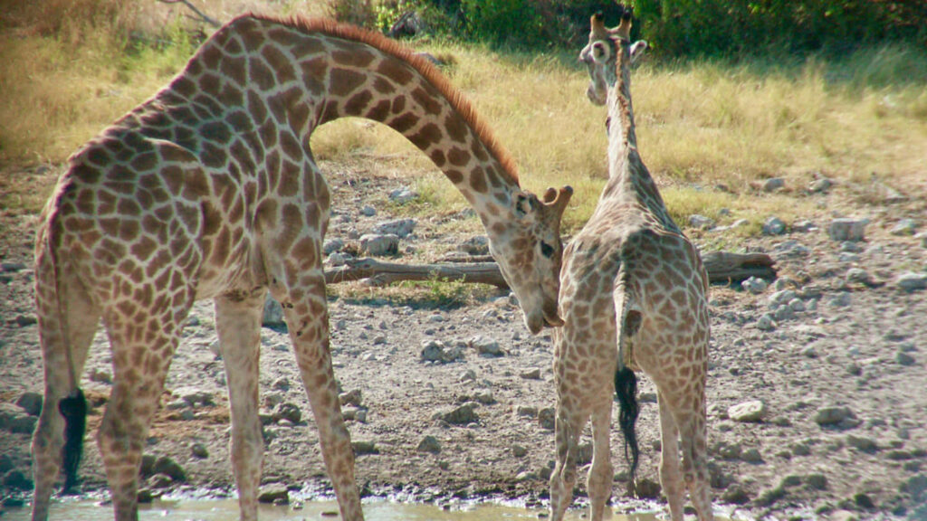 Mother Giraffe and Calf by Watering Hole – Serene Nature Wallpaper