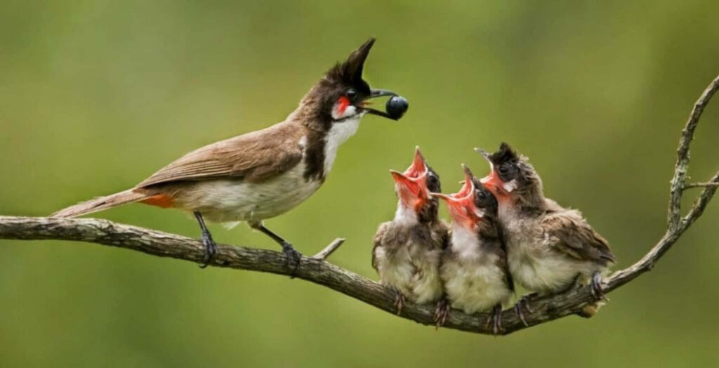 Red-whiskered Bulbul Mother Feeding Chicks - Nature's Tender Moment Wallpaper
