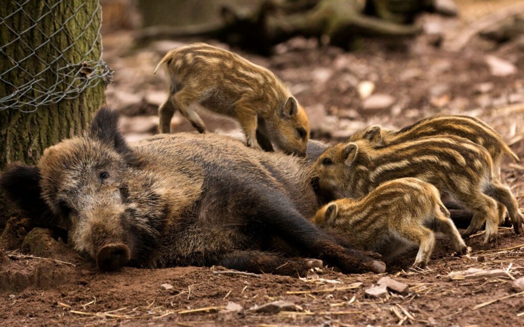 Mother Wild Boar and Piglets: Serene Forest Wallpaper 1920x1200