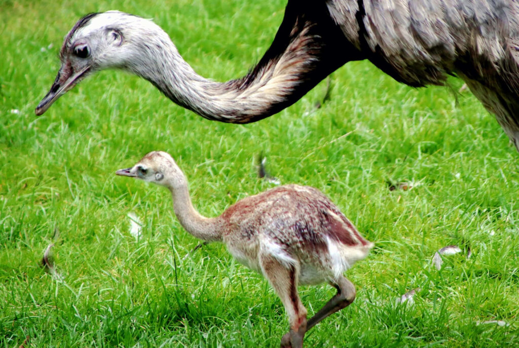 Motherly Love in Nature: Greater Rhea and Chick in Vibrant Green Field Wallpaper