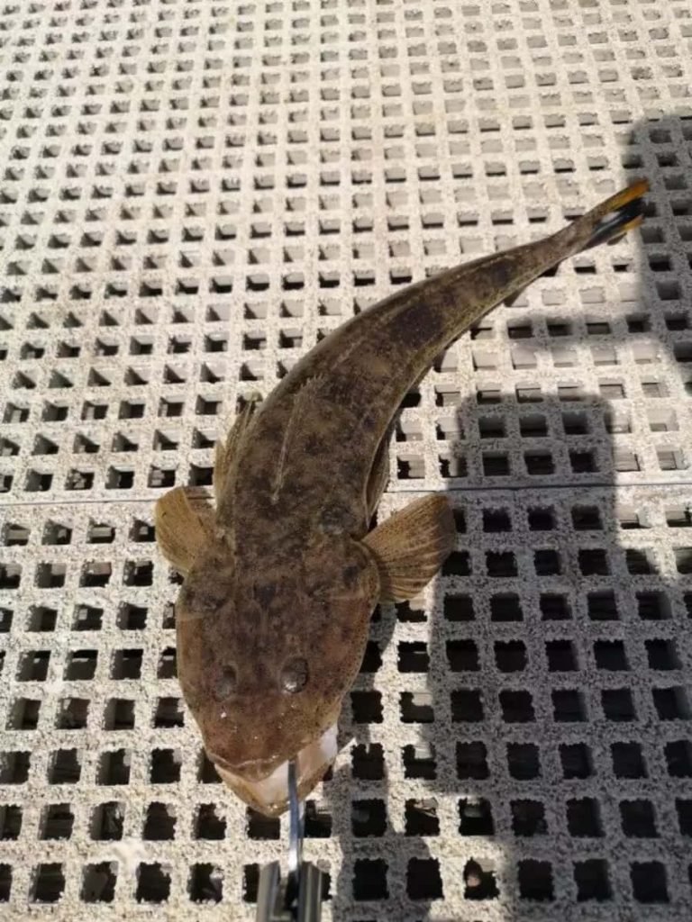High-angle photo of mottled flathead fish on metallic drainage grid in harsh sunlight shadow Wallpaper