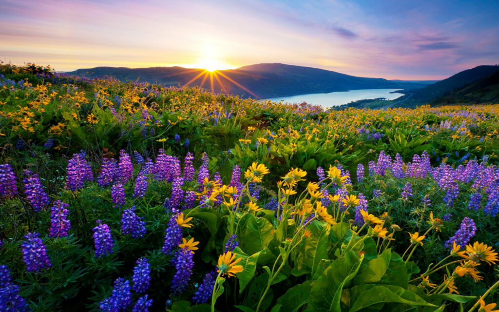 Majestic Morning Views: First Sun Rays Embrace Flowers & Mountains at Mountain Lake Meadow - 4K HD Wallpaper