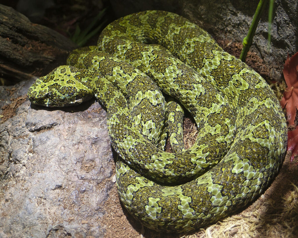 Mountain Viper Wallpaper: Camouflaged Beauty on Rugged Terrain