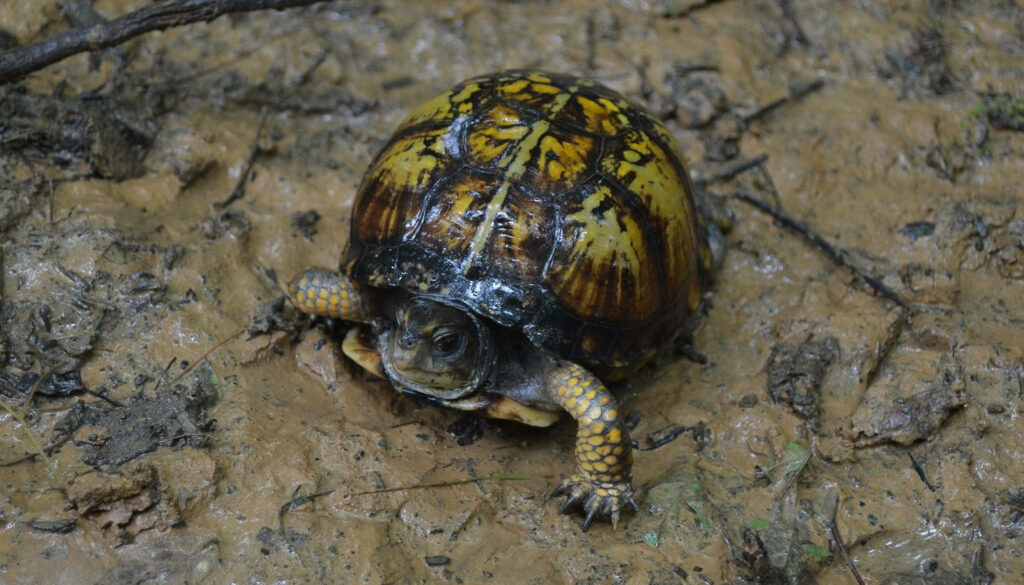 Mud turtle on wet muddy ground displaying detailed intricate patterned shell outdoors wallpaper