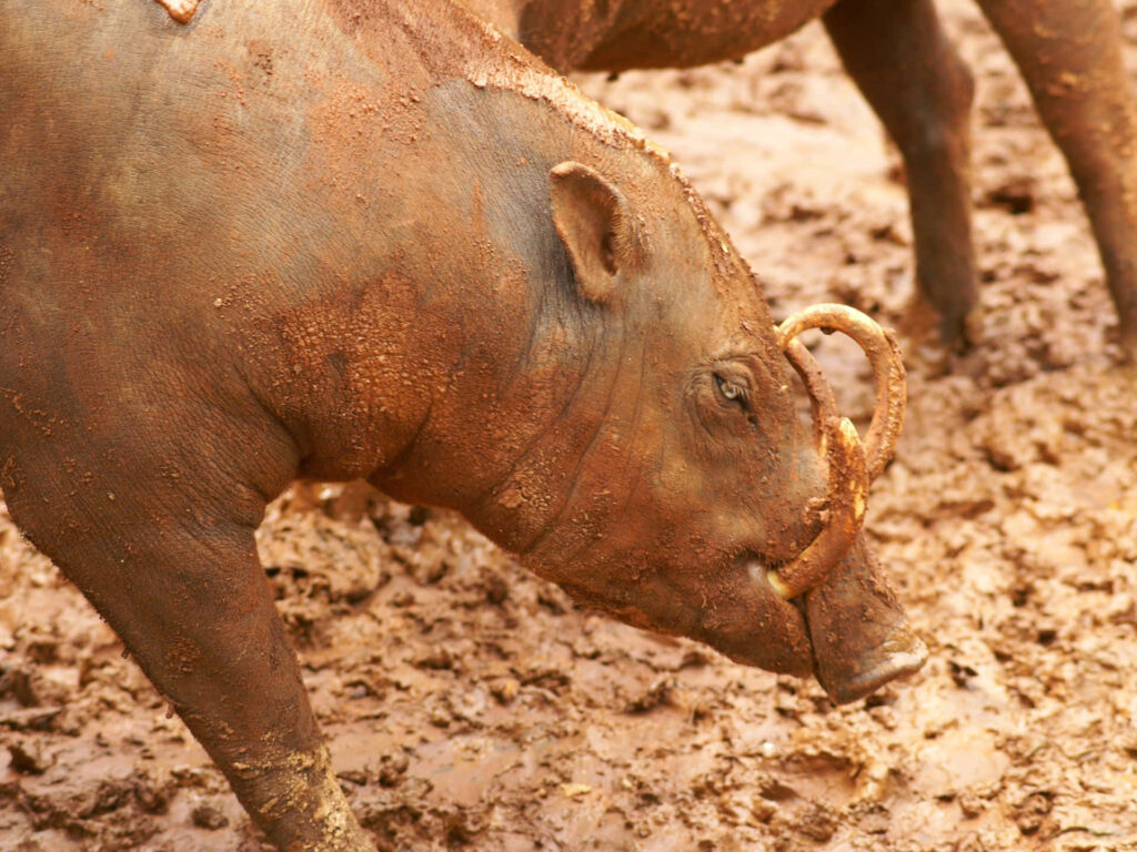 Side view of muddy babirusa with curled tusks standing in wet earthy natural habitat wallpaper